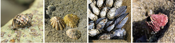 snails-limpets-