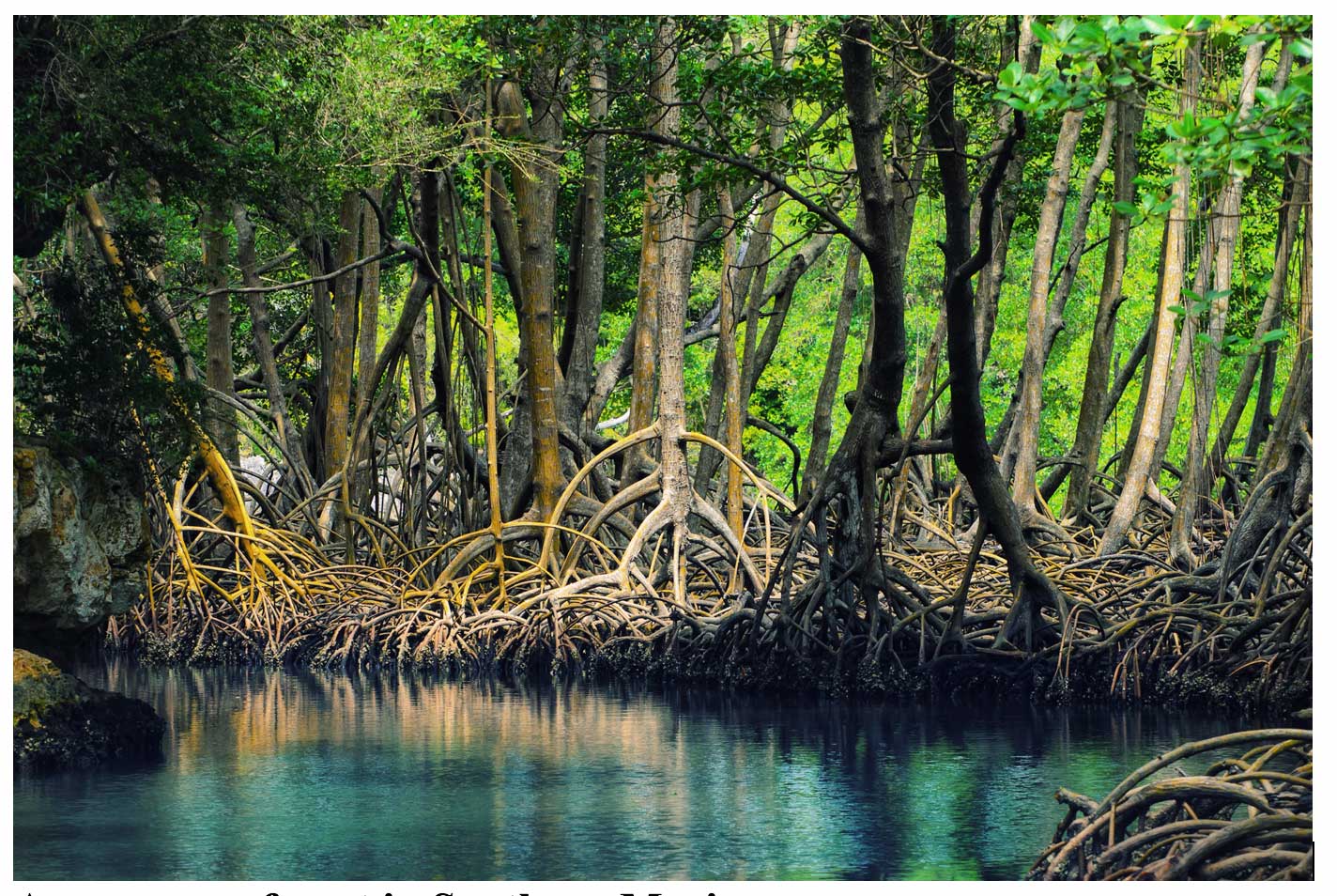 Loss Of Mexico’s Valuable Mangrove Forests | CMBC