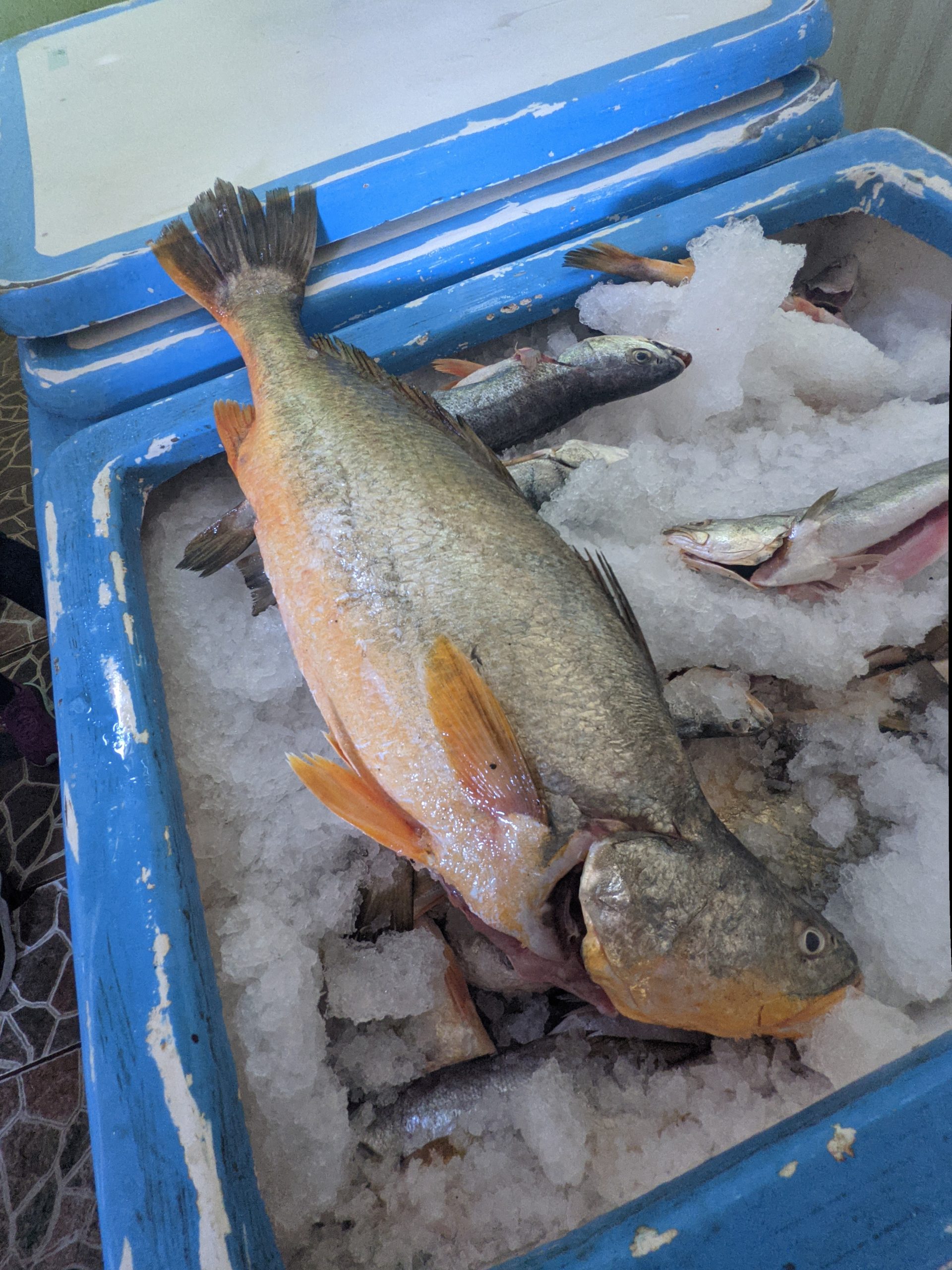 A caught fish in an ice chest