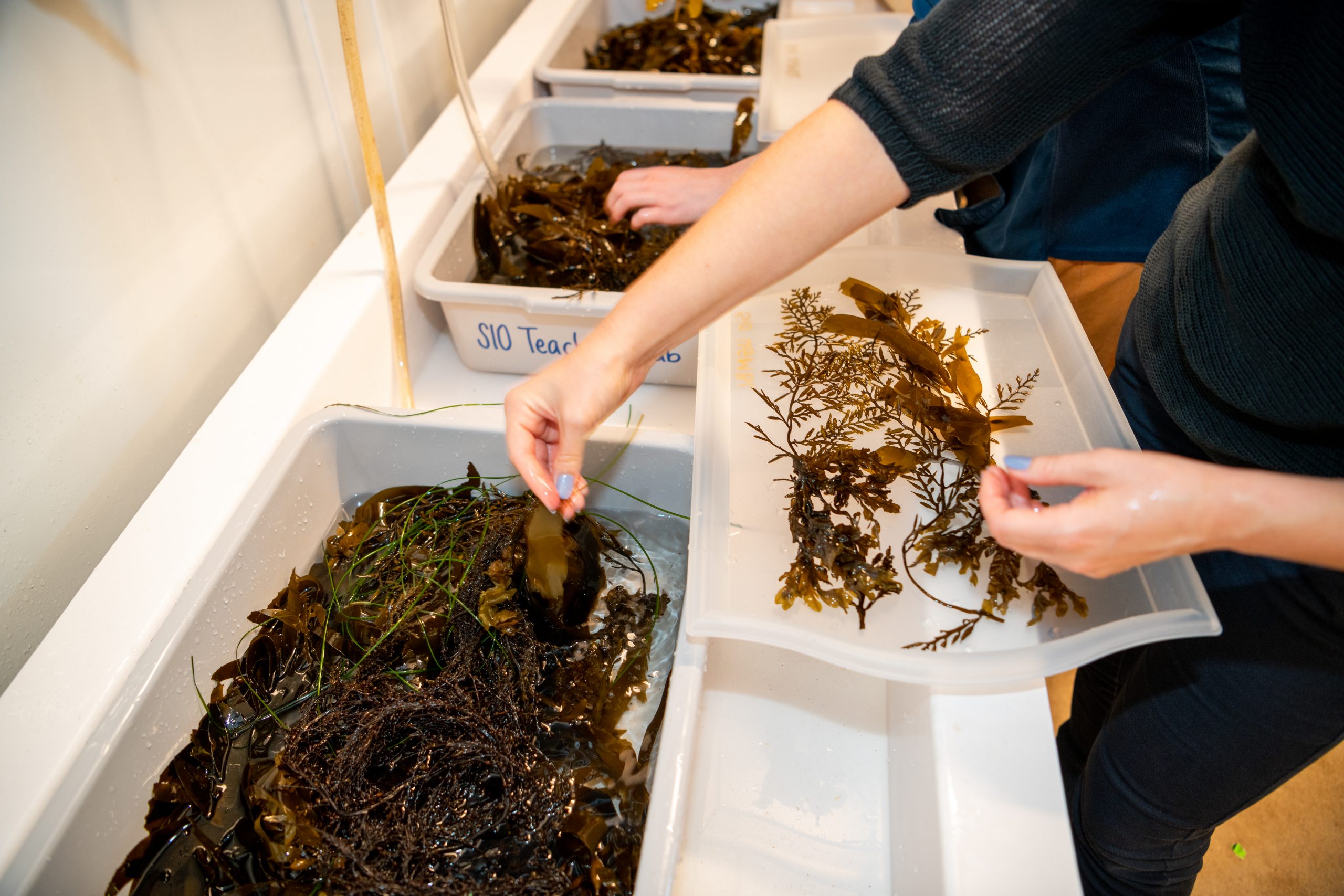 Workshop participants selecting seaweed for pressing. Photo: Kenan Chan, 2023.