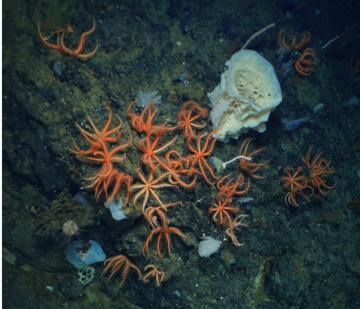 Brisingid starfish and a sponge on San Juan Seamount, coated with ferromanganese crusts.