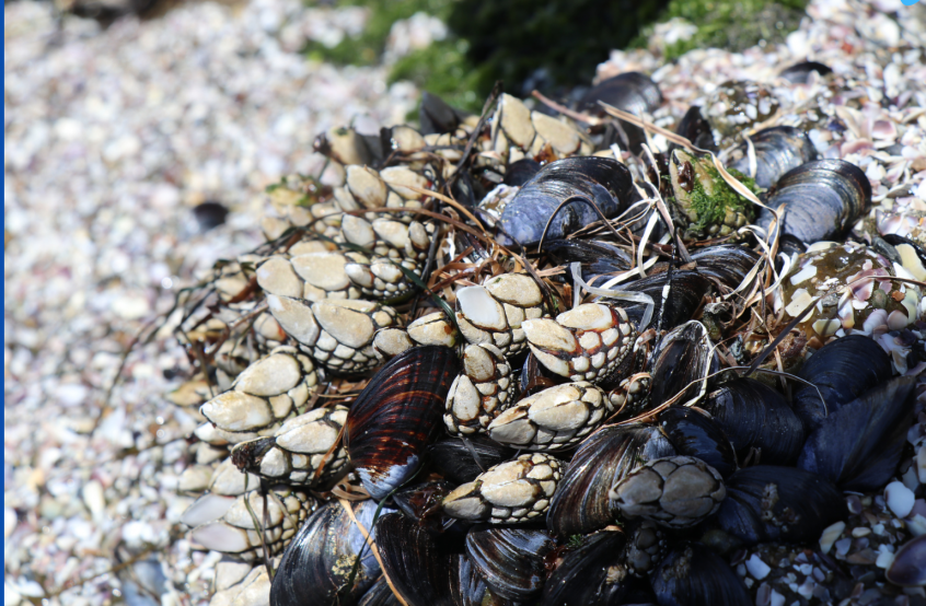 Image of mussels and barnacles in a tidepool.