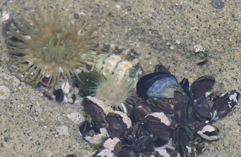 Anemone and mussels in the tidepools. 