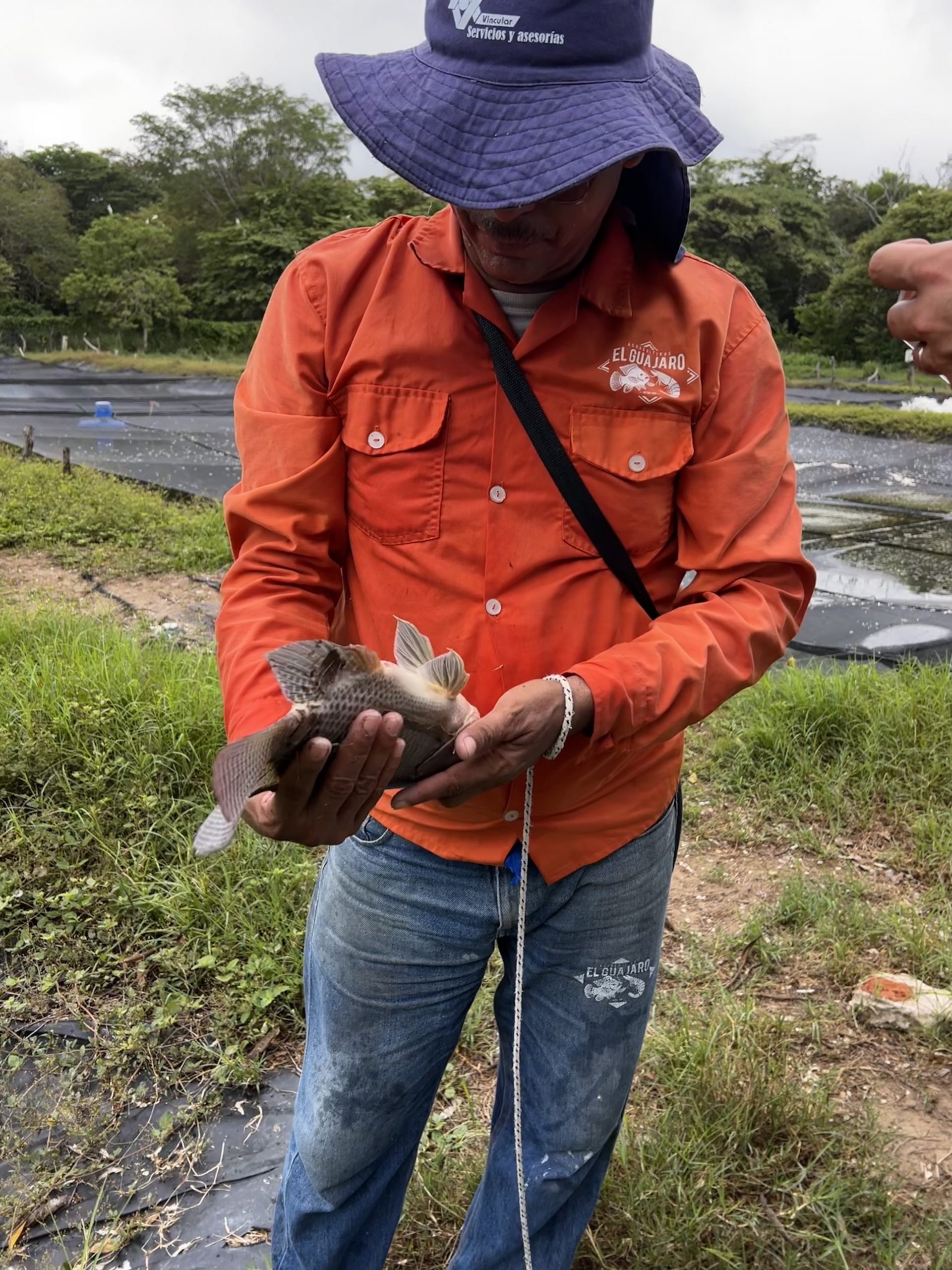 Staff member at Cultativos El Guajaro with a fish in his hands. 